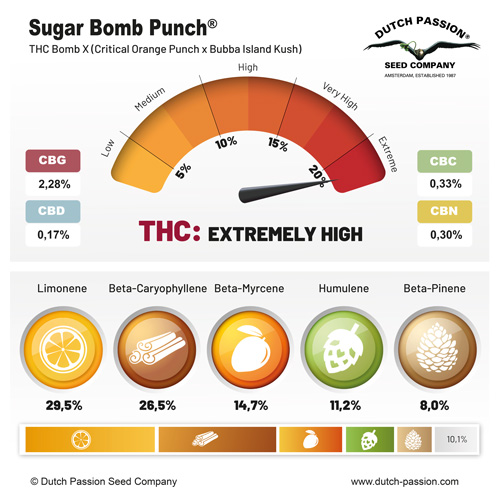 Sugar Bomb Punch terpenes and cannabinoids